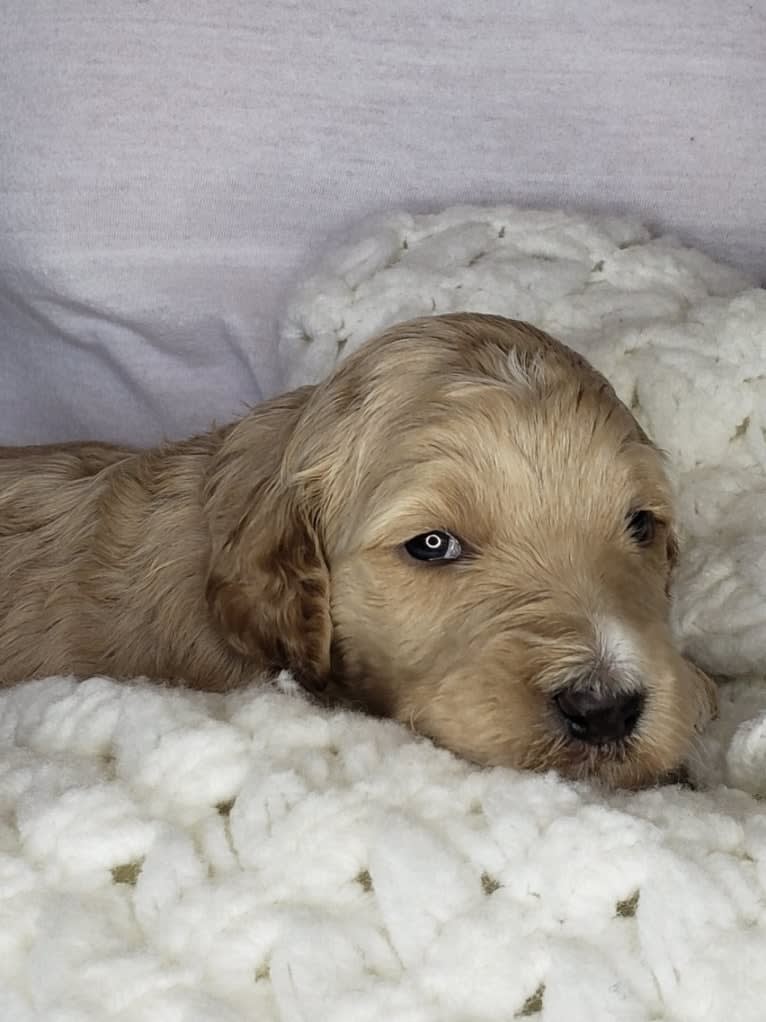 Snow (Mabel), a Goldendoodle tested with EmbarkVet.com