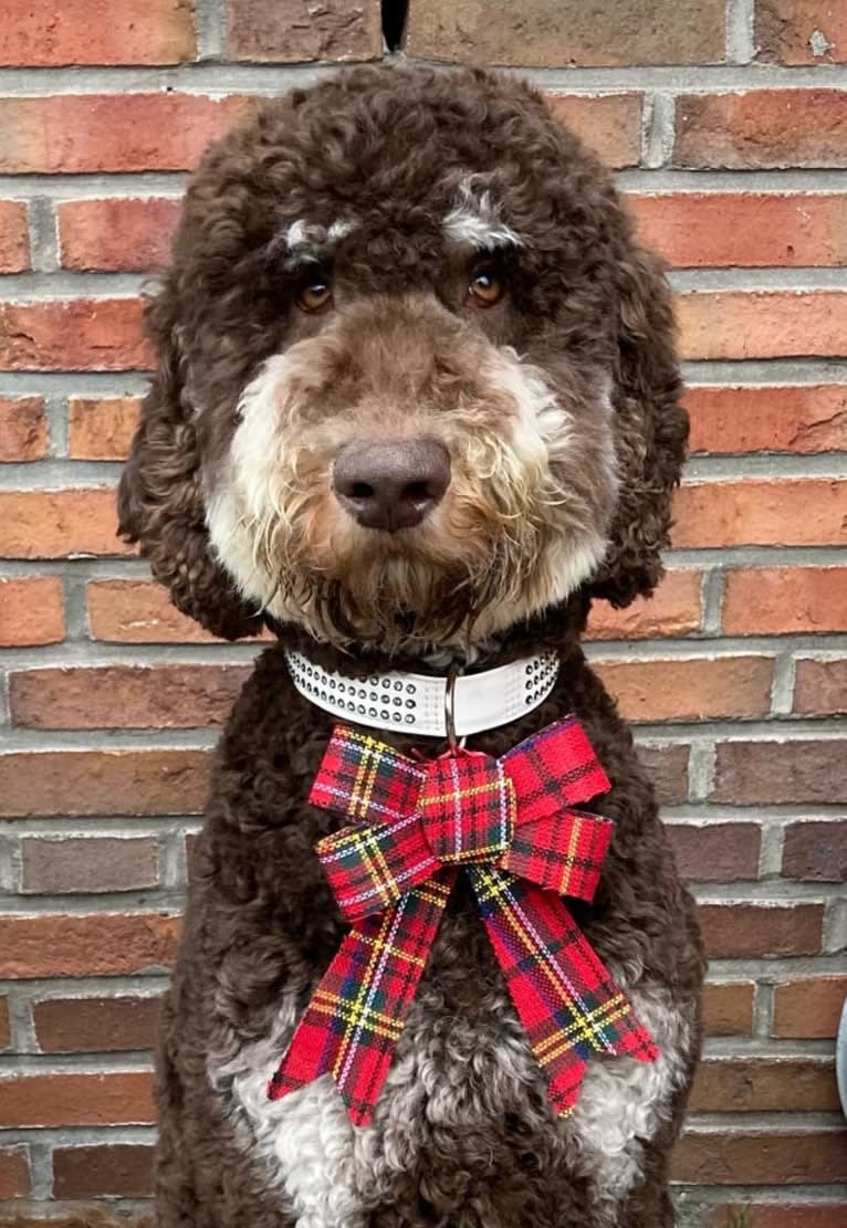 Gideon, a Poodle (Standard) tested with EmbarkVet.com