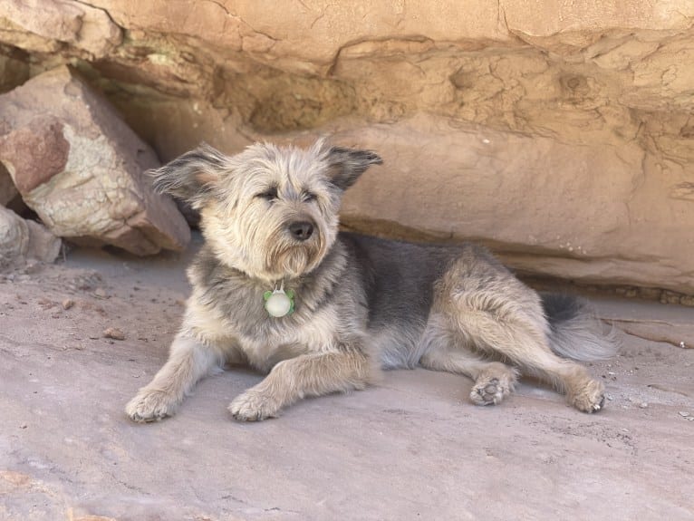 Dolly, a Central Asian Village Dog tested with EmbarkVet.com