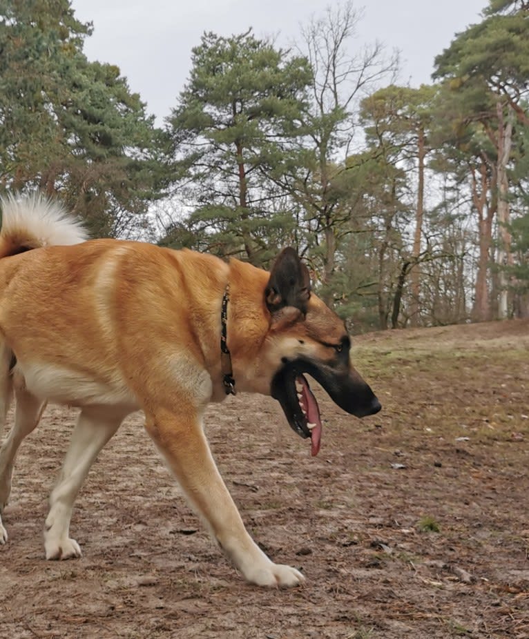 Anouk, a Yakutian Laika and Akita Inu mix tested with EmbarkVet.com