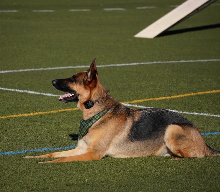 Jonas, a German Shepherd Dog tested with EmbarkVet.com