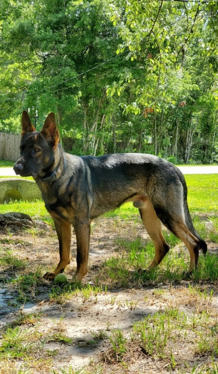 Argos Envy2 Augustine Vom Marienhof, a German Shepherd Dog tested with EmbarkVet.com