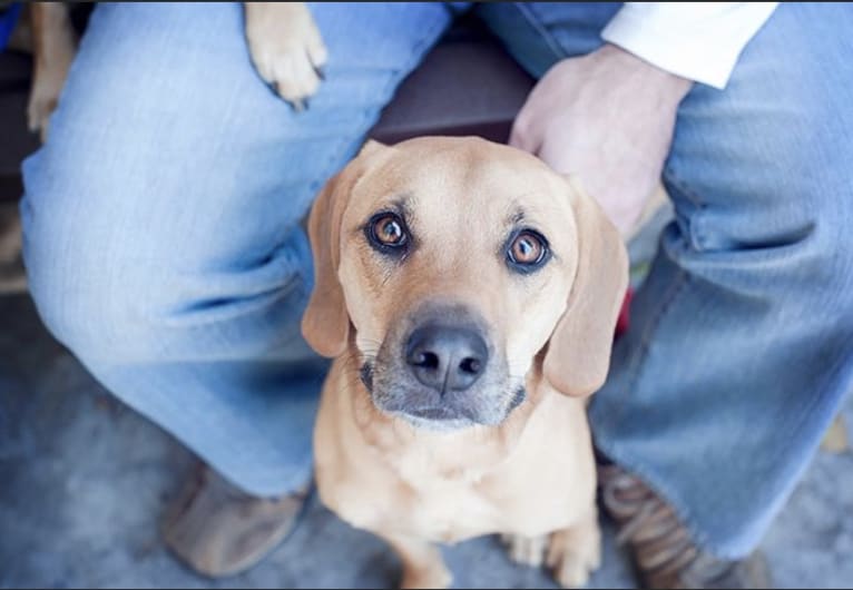 Harley, a Beagle and American Pit Bull Terrier mix tested with EmbarkVet.com