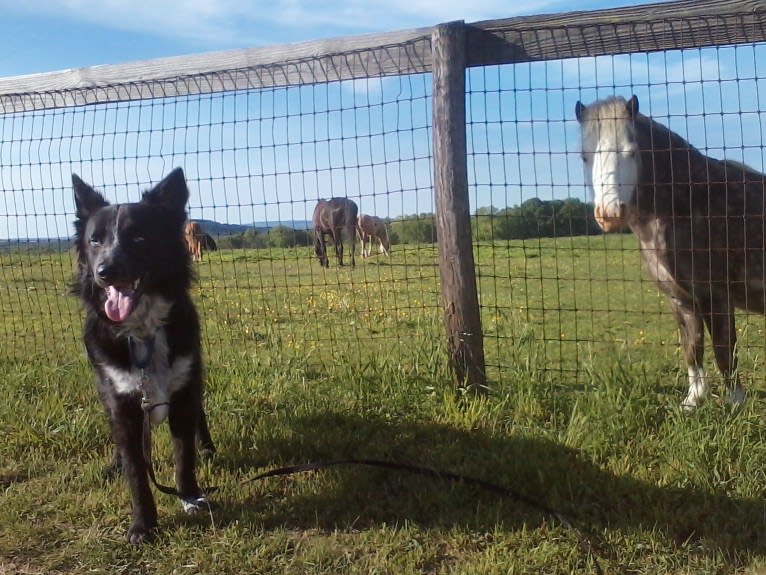 Tex, an Australian Cattle Dog and Border Collie mix tested with EmbarkVet.com