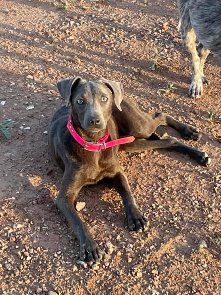 Flip, a Blue Lacy tested with EmbarkVet.com