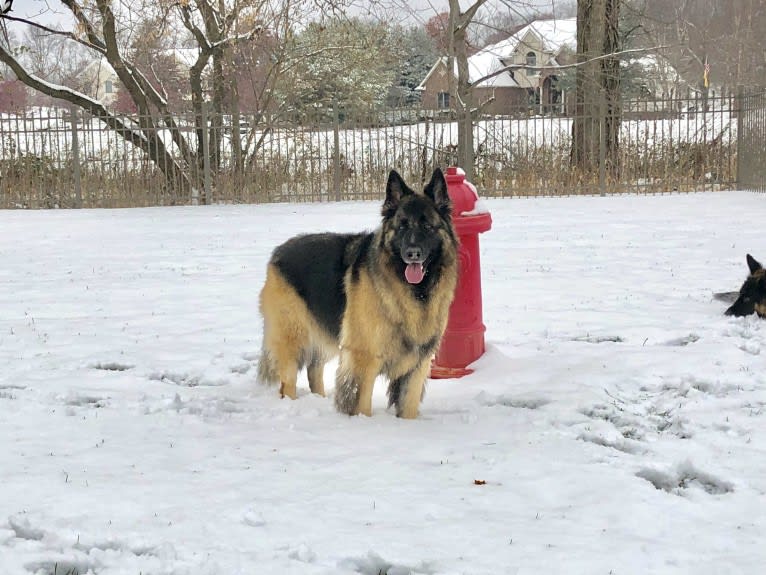 Maya, a German Shepherd Dog tested with EmbarkVet.com