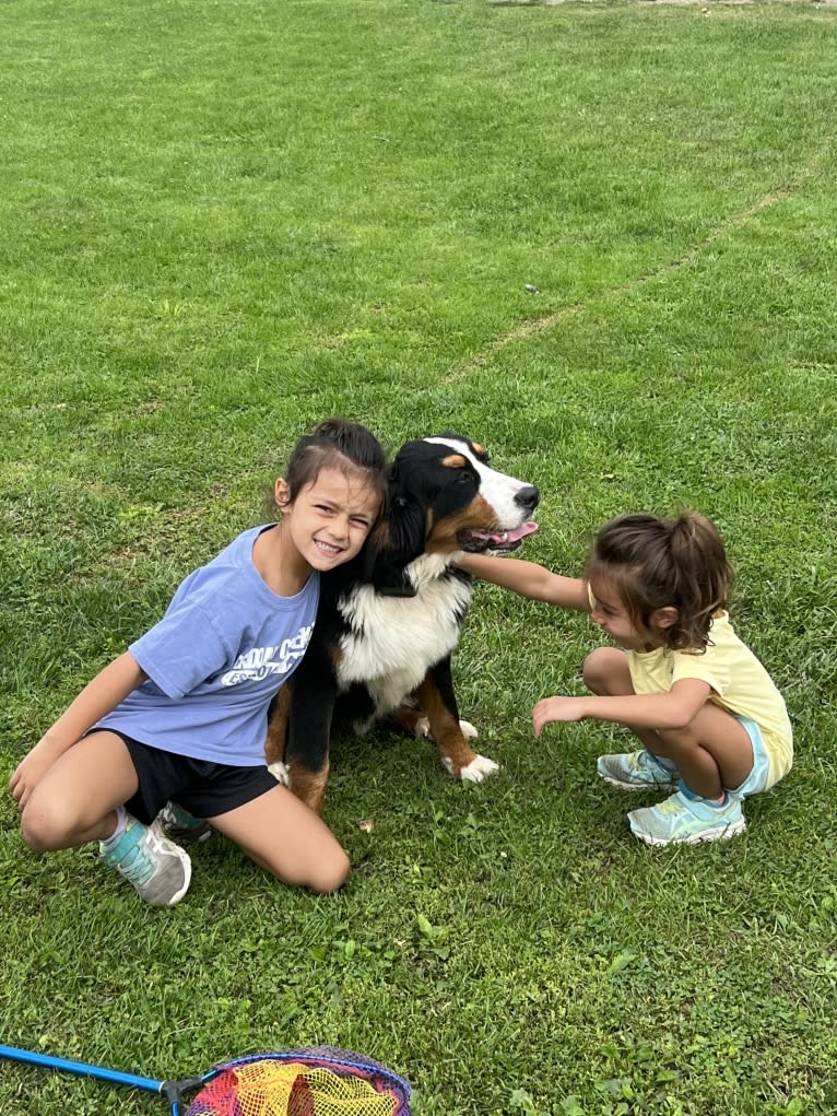 Scout, a Bernese Mountain Dog tested with EmbarkVet.com