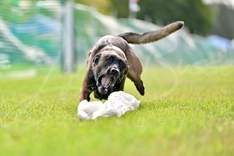 Valor, a Belgian Shepherd tested with EmbarkVet.com