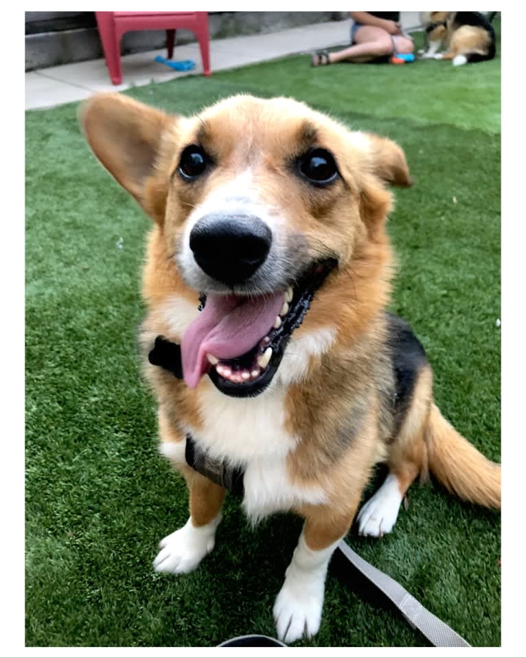 Stevie, a Pembroke Welsh Corgi and Miniature/MAS-type Australian Shepherd mix tested with EmbarkVet.com