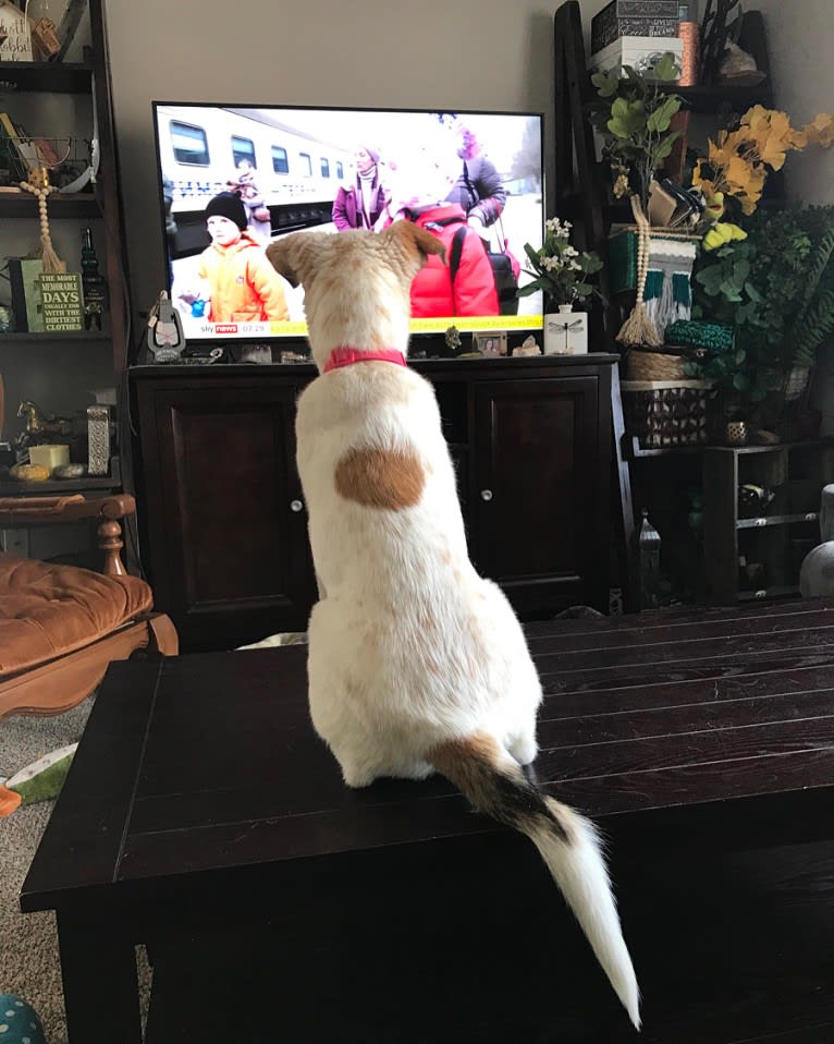 Millie, an Australian Cattle Dog and Great Pyrenees mix tested with EmbarkVet.com