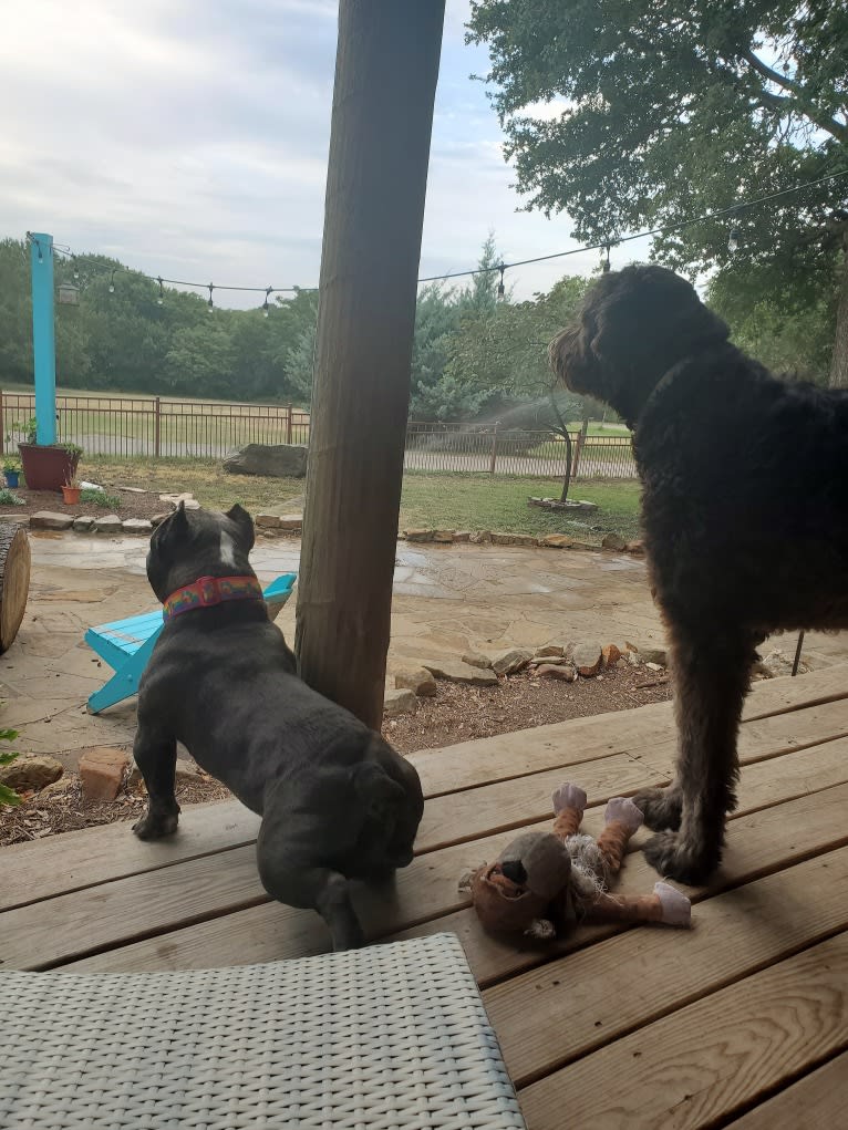 Lucas, an American Bully tested with EmbarkVet.com