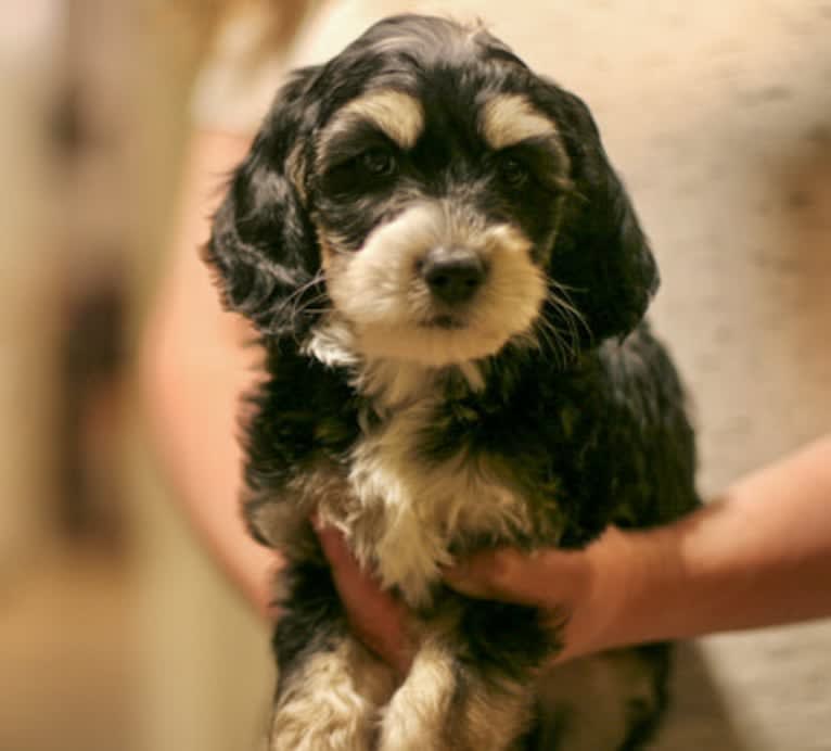 Roland, a Poodle (Small) and Bernese Mountain Dog mix tested with EmbarkVet.com