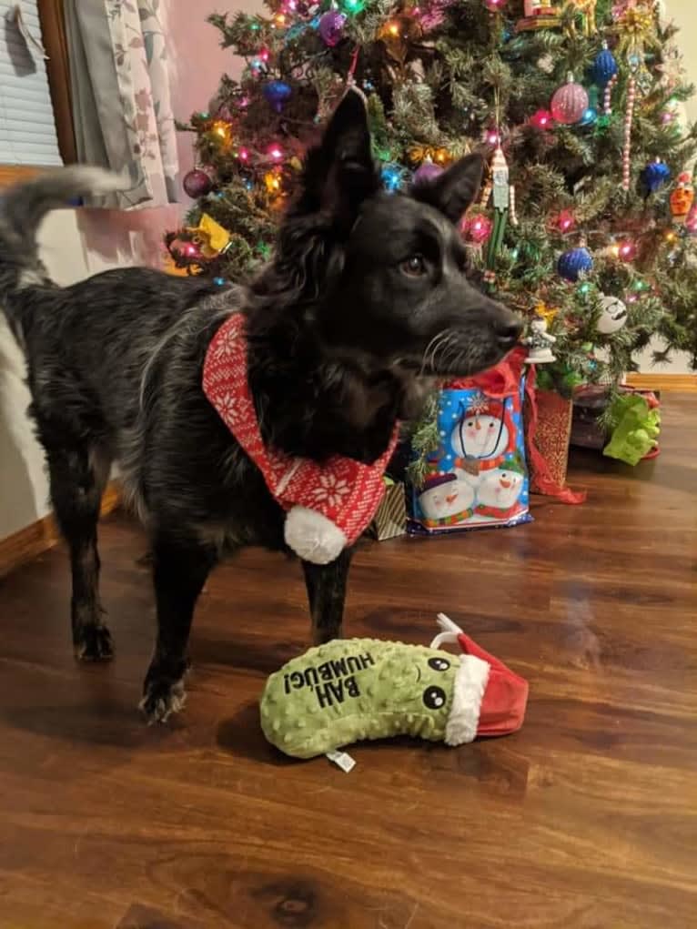 Odin 'stinky butt' Mussatti, an Australian Cattle Dog tested with EmbarkVet.com