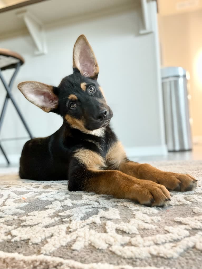 Rocky, a German Shepherd Dog and Australian Cattle Dog mix tested with EmbarkVet.com