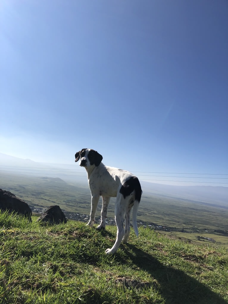 El Guapo, a Brittany and Catahoula Leopard Dog mix tested with EmbarkVet.com