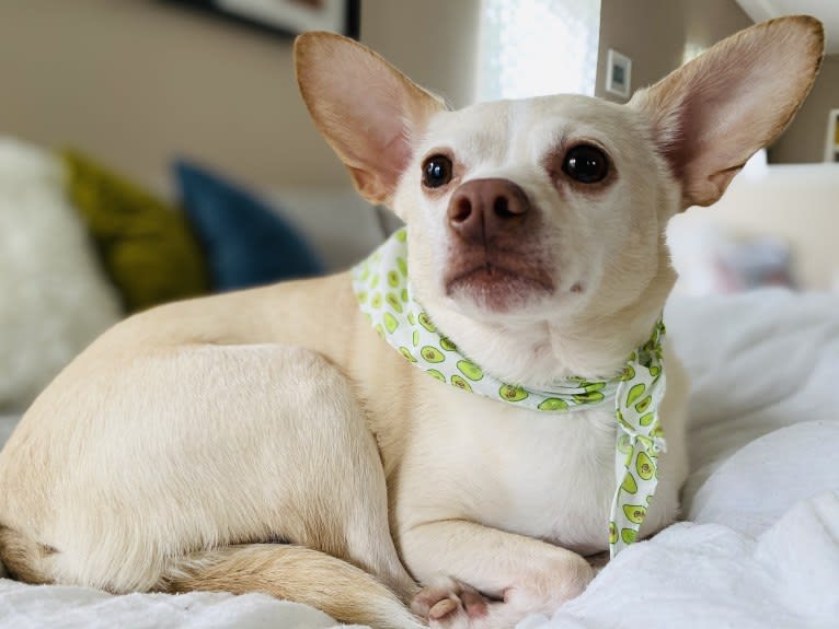 Duck, a Chihuahua and Rat Terrier mix tested with EmbarkVet.com