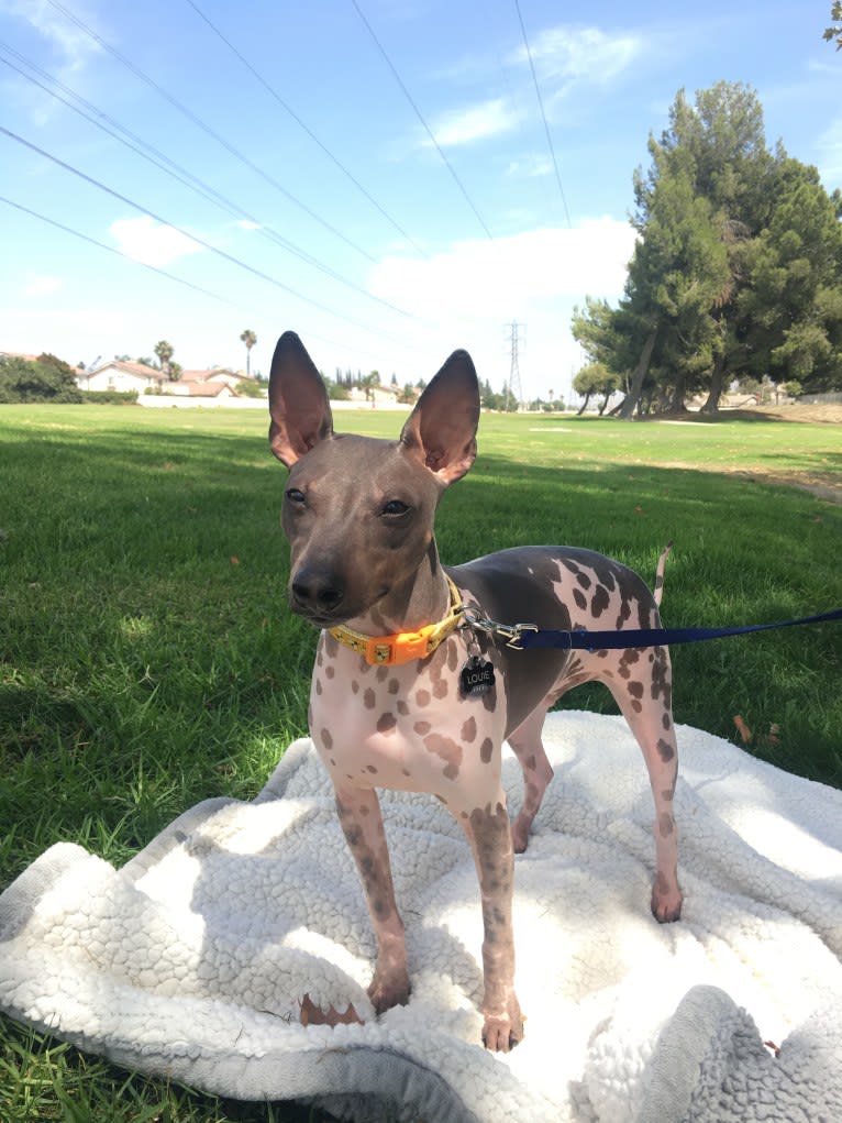 Louie, an American Hairless Terrier tested with EmbarkVet.com