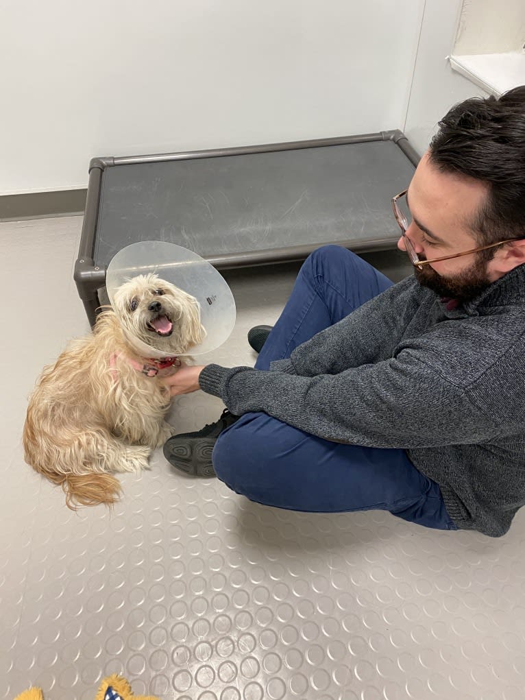 Bella, a Shih Tzu and Poodle (Small) mix tested with EmbarkVet.com