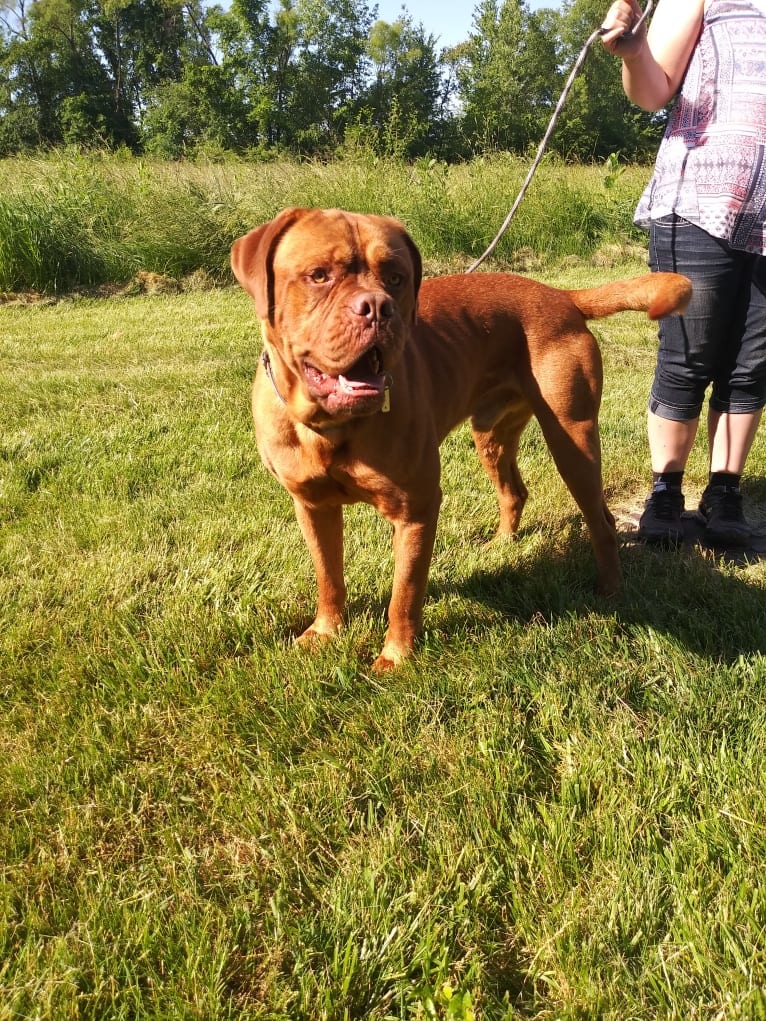 Brutis II, a Dogue de Bordeaux tested with EmbarkVet.com