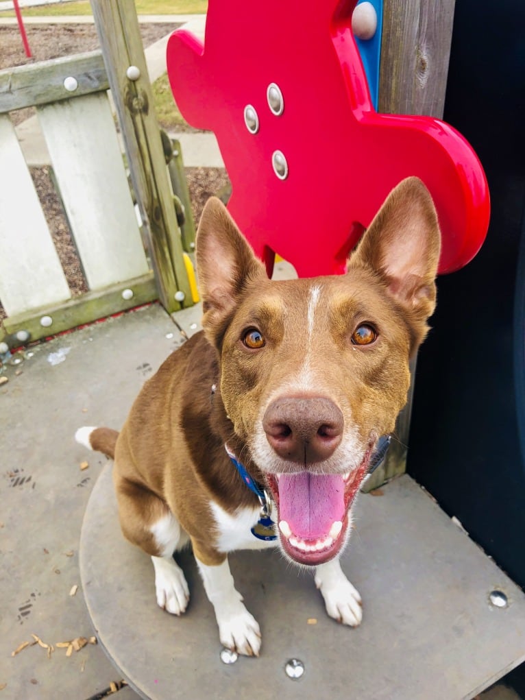 Gemini, a Border Collie and Australian Shepherd mix tested with EmbarkVet.com