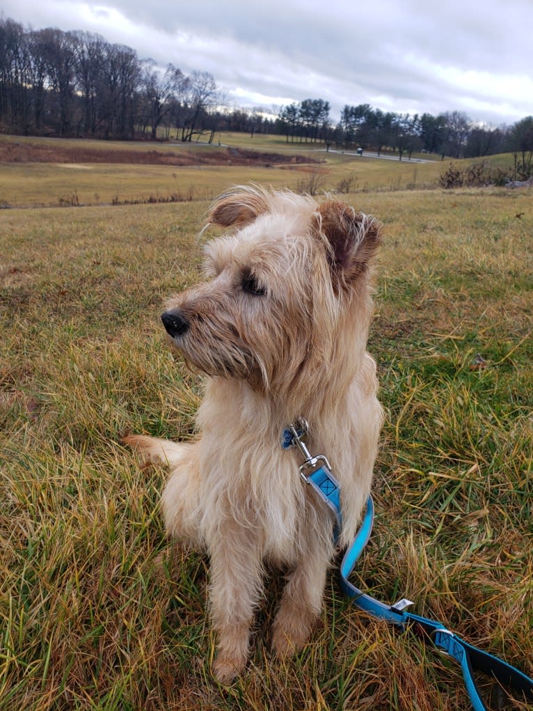 Chewy Reynoso, an Eastern European Village Dog and Yorkshire Terrier mix tested with EmbarkVet.com