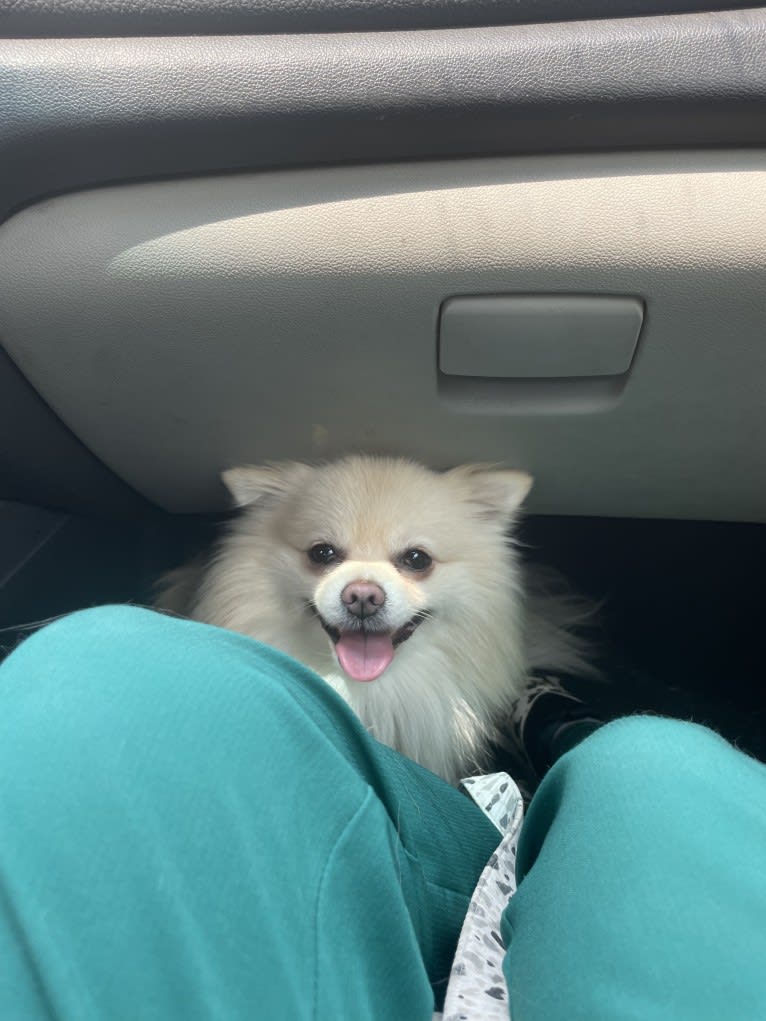 Koda, a Pomeranian tested with EmbarkVet.com