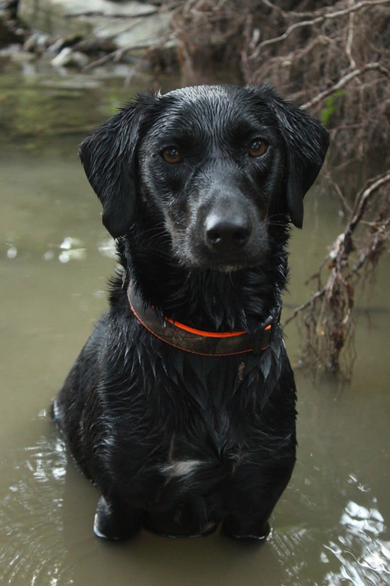 Curiosity Blue, a Labrador Retriever and Australian Shepherd mix tested with EmbarkVet.com