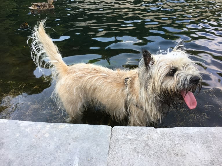 Nino, a Cairn Terrier tested with EmbarkVet.com