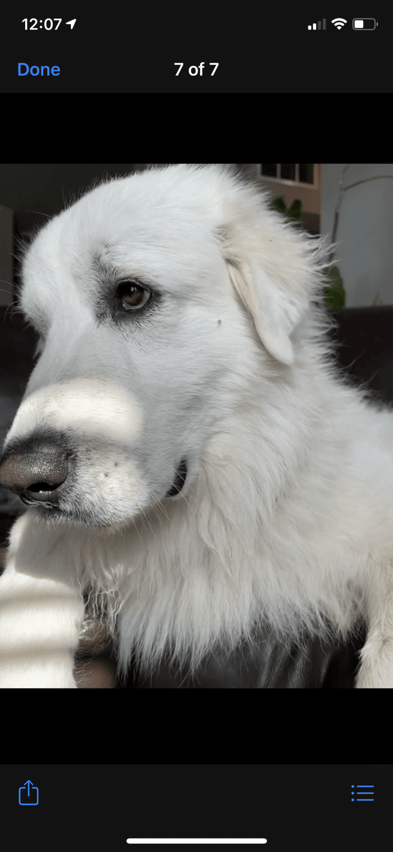 Looney “Chik’in Mini Bandit” Bear, a Great Pyrenees tested with EmbarkVet.com