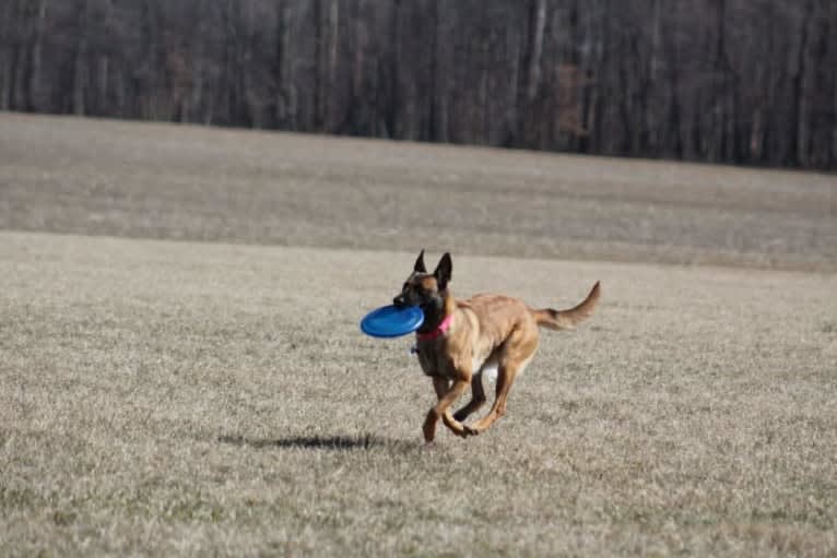 Shelby, a Belgian Malinois and Dutch Shepherd mix tested with EmbarkVet.com
