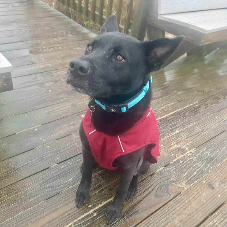 Tessa, an Akita and American Pit Bull Terrier mix tested with EmbarkVet.com