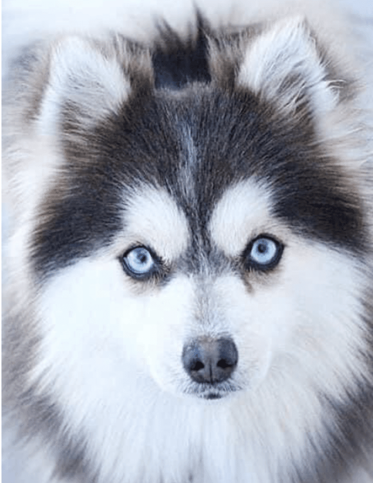 Sapphire, a Pomeranian and Siberian Husky mix tested with EmbarkVet.com