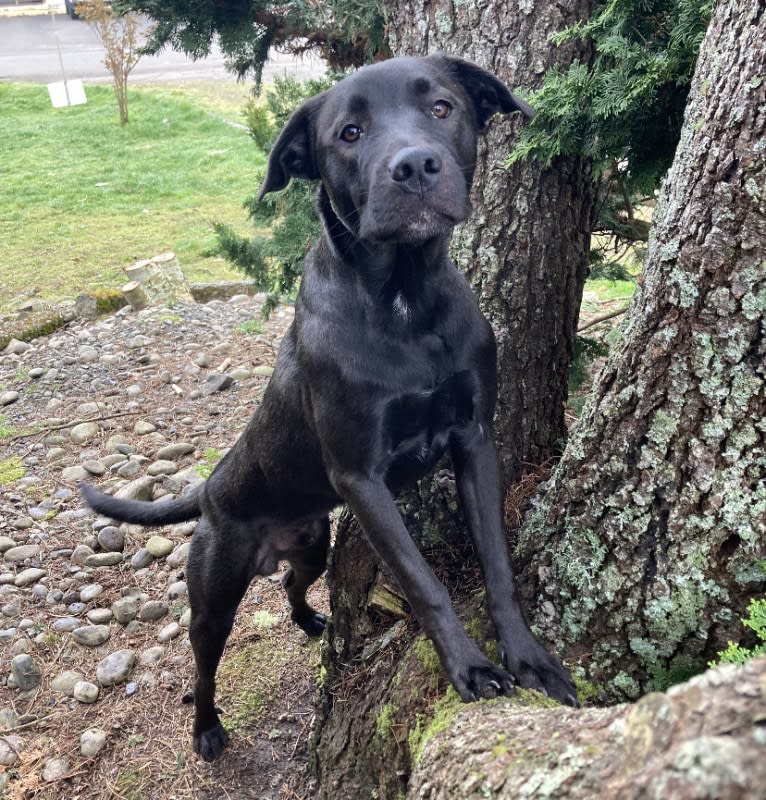 Paco, a Great Pyrenees and American Pit Bull Terrier mix tested with EmbarkVet.com