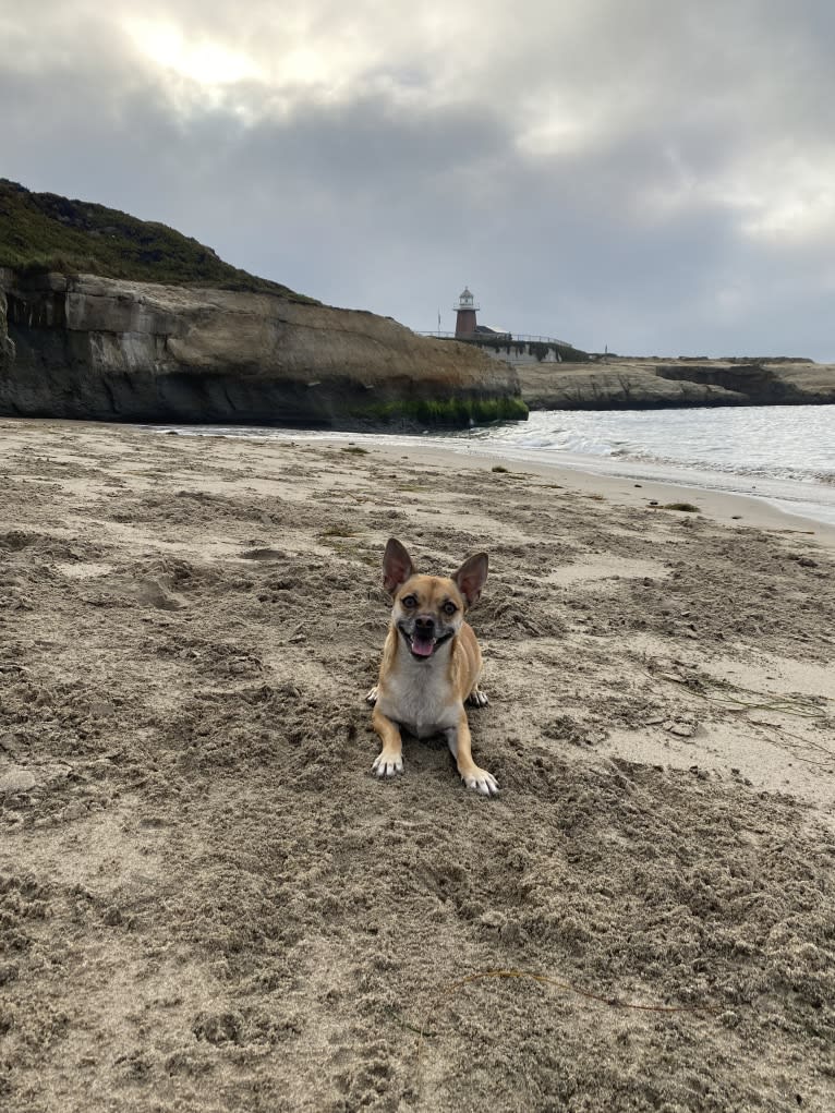 Yoshi, a Chihuahua and Pomeranian mix tested with EmbarkVet.com