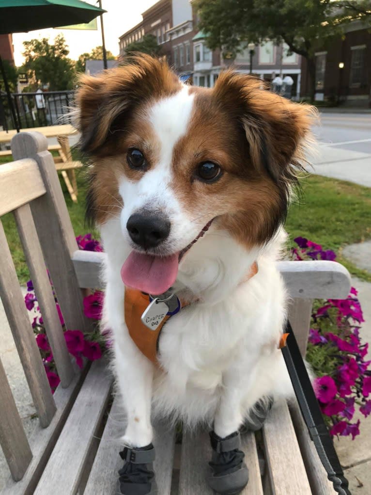 Cooper, an Australian Cattle Dog and Shih Tzu mix tested with EmbarkVet.com