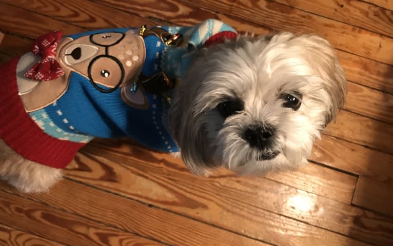 Leo, a Shih Tzu tested with EmbarkVet.com