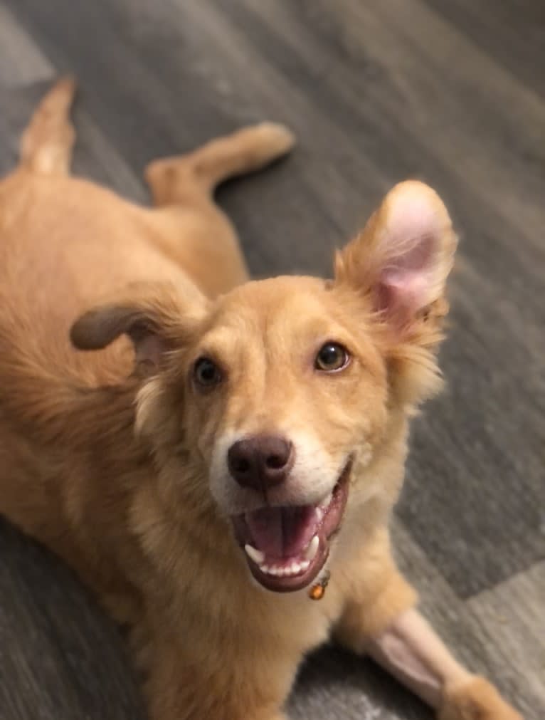 Sport, an American Pit Bull Terrier and Australian Cattle Dog mix tested with EmbarkVet.com