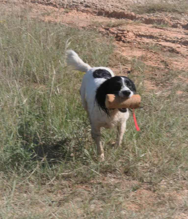 Tag, an English Springer Spaniel tested with EmbarkVet.com