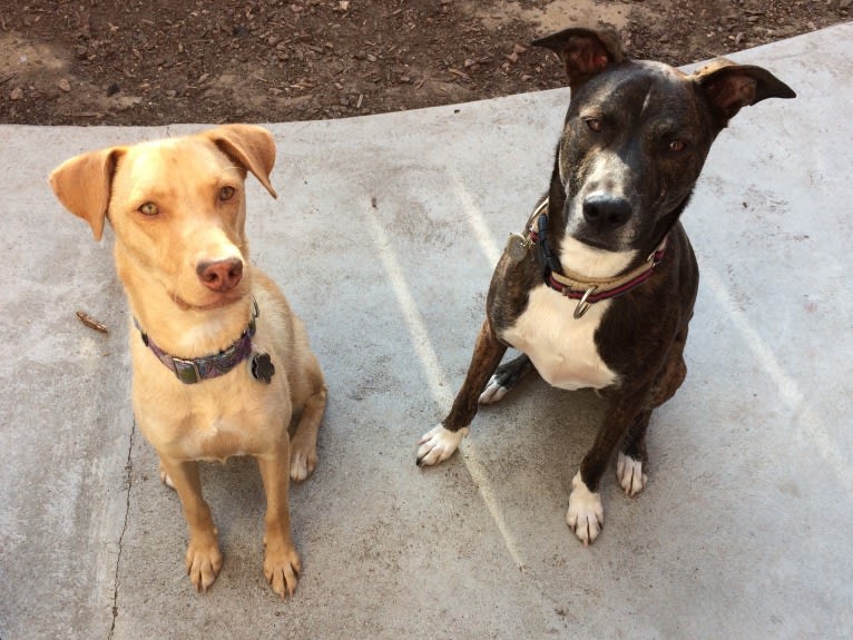 Quinn, a Labrador Retriever and American Pit Bull Terrier mix tested with EmbarkVet.com