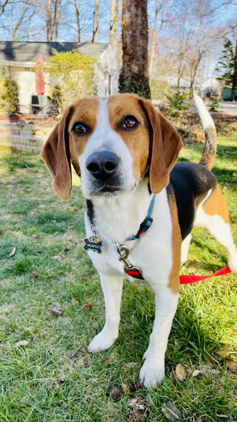 Murphy, an American Foxhound and Redbone Coonhound mix tested with EmbarkVet.com