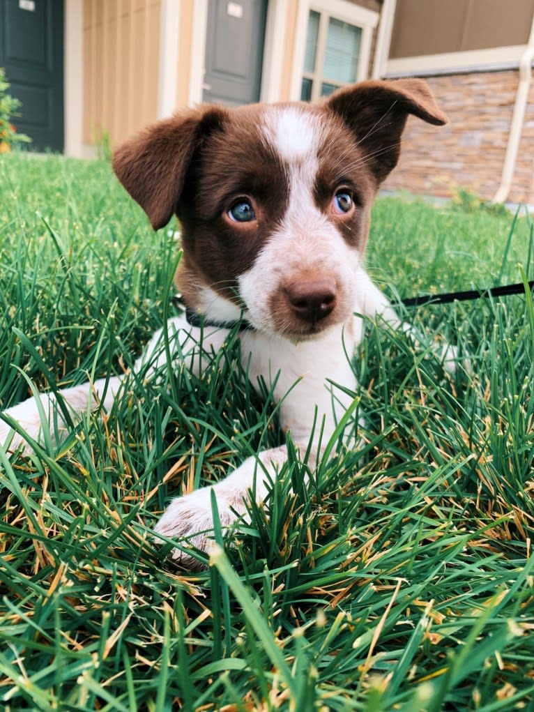 Darla, an Australian Cattle Dog and Border Collie mix tested with EmbarkVet.com