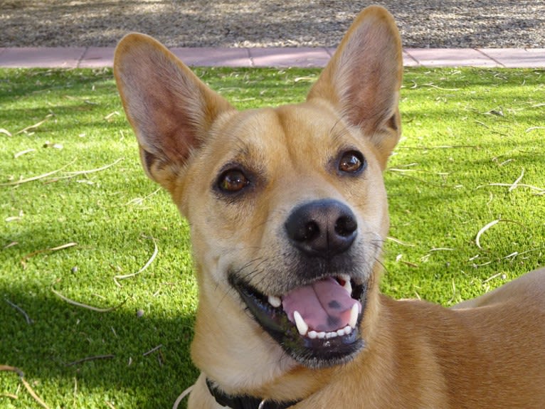 Bean, a Chow Chow and Chihuahua mix tested with EmbarkVet.com