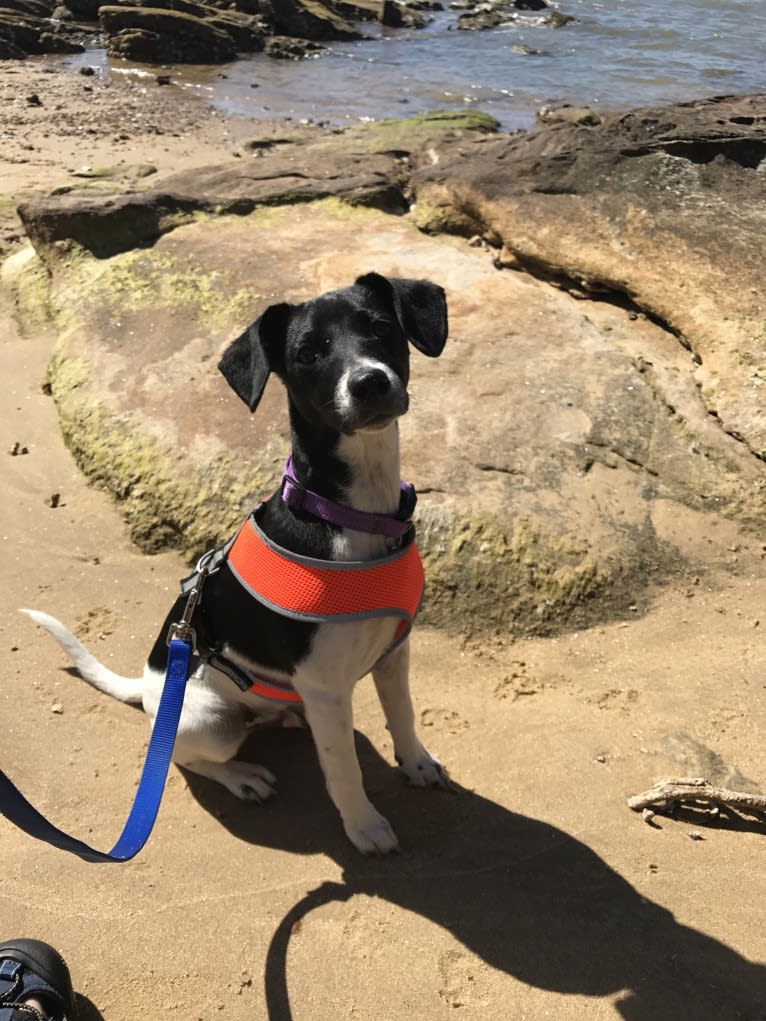 Mojo, a Russell-type Terrier and Chihuahua mix tested with EmbarkVet.com