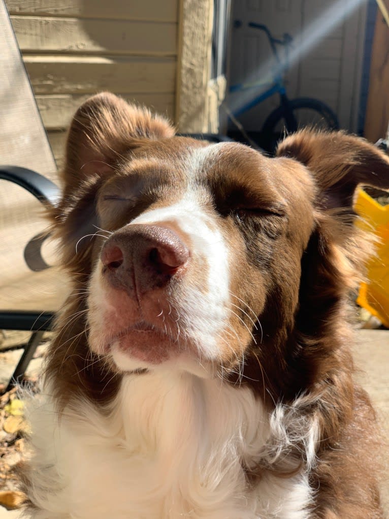 Christopher, an Australian Shepherd and Border Collie mix tested with EmbarkVet.com