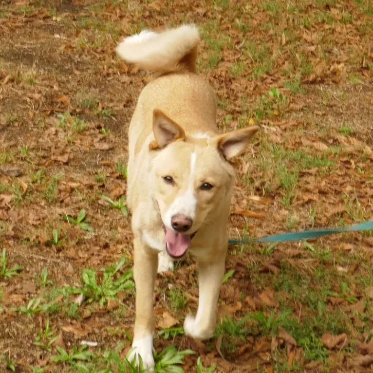 Abbie, a Canaan Dog tested with EmbarkVet.com