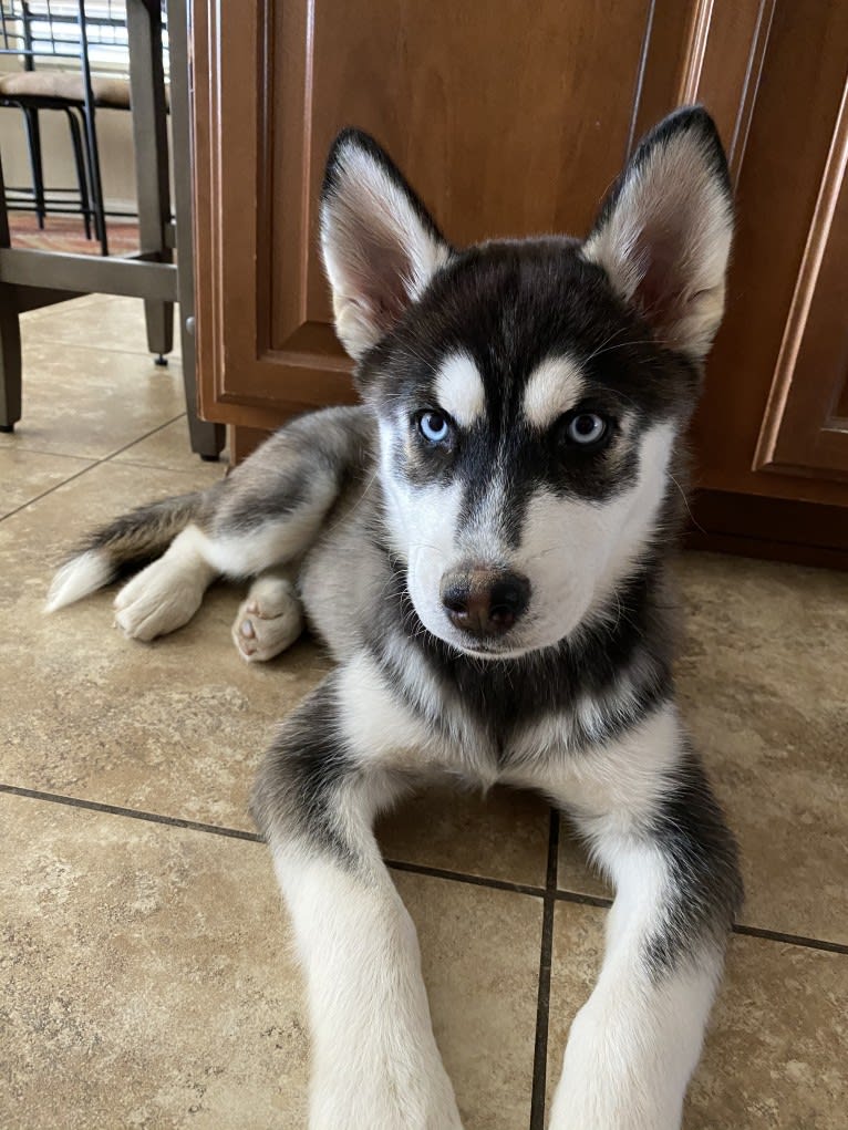 Shasta, a Siberian Husky tested with EmbarkVet.com