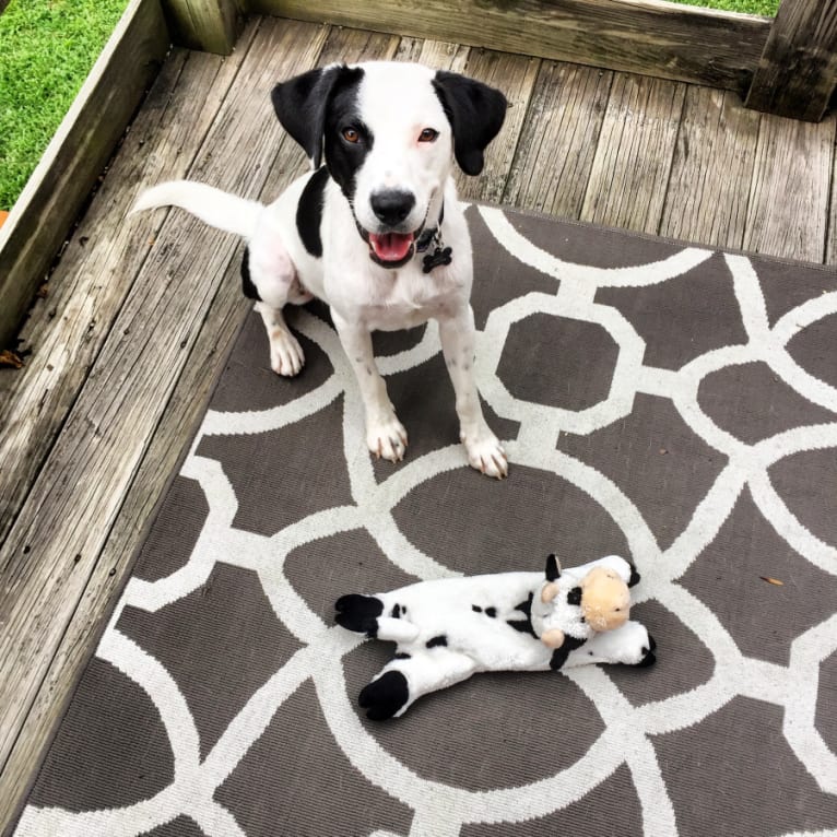 Harvey, an American Foxhound and American Bulldog mix tested with EmbarkVet.com