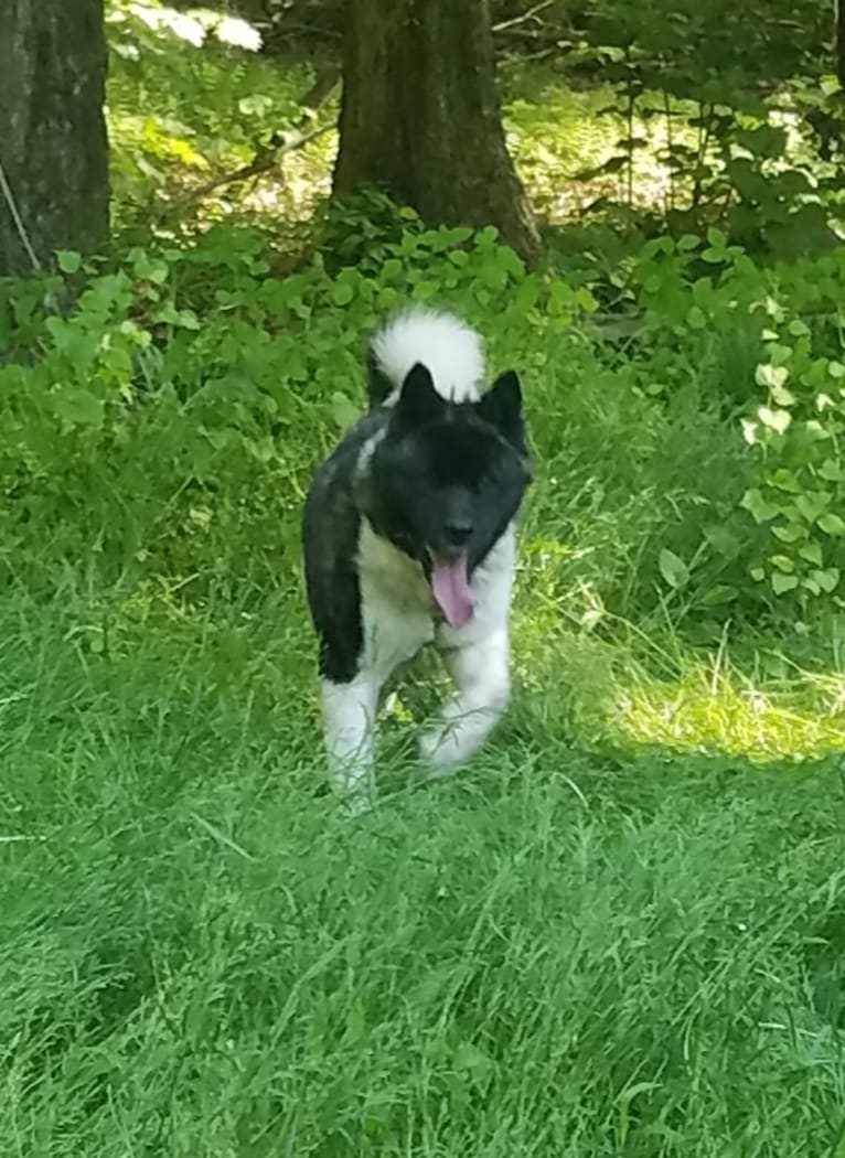 Casey, an Akita tested with EmbarkVet.com