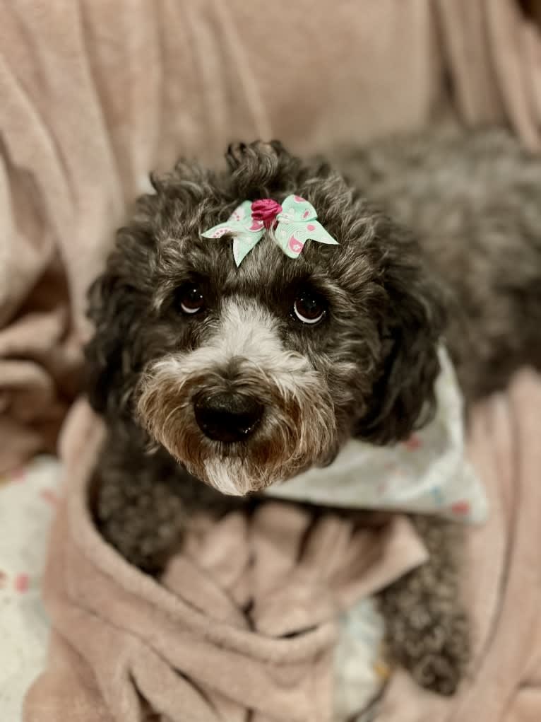 Verbena, a Poodle (Small) and Shih Tzu mix tested with EmbarkVet.com