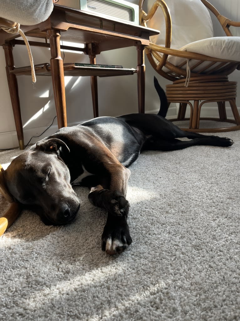 James, a Mountain Cur and American Pit Bull Terrier mix tested with EmbarkVet.com